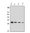 Anti-His Tag Antibody Picoband® (monoclonal, 19b10)