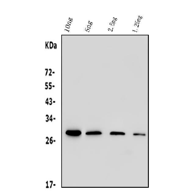 Anti-His Tag Antibody Picoband® (monoclonal, 19b10)