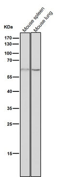 All lanes use the Antibody at 1:3K dilution for 1 hour at room temperature.