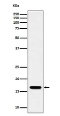 Western blot analysis of TCEB2 expression in Jurkat cell lysate.