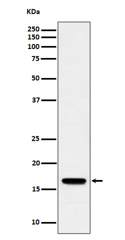 Western blot analysis of TCEB2 expression in Jurkat cell lysate.