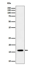 Western blot analysis of TCEB2 expression in HeLa cell lysate.