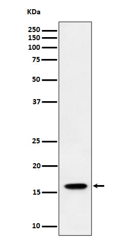 Western blot analysis of TCEB2 expression in HeLa cell lysate.