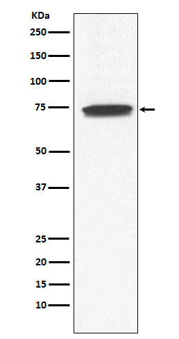 Western blot analysis of GCYA3 expression in Human fetal kidney lysate.