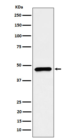 Western blot analysis of CECR5 expression in HepG2 cell lysate.