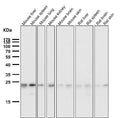 All lanes use the Antibody at 1:1W dilution for 1 hour at room temperature.