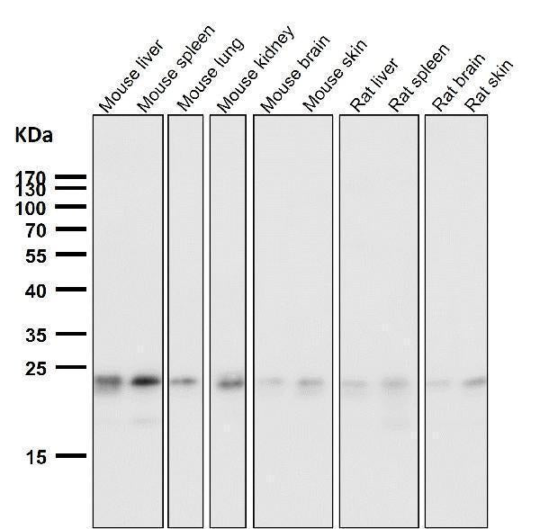 All lanes use the Antibody at 1:1W dilution for 1 hour at room temperature.