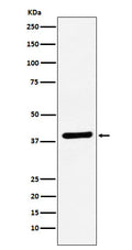 Western blot analysis of VEGFD expression in Caco-2 cell lysate.
