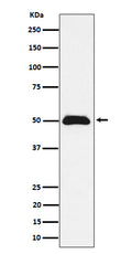 Western blot analysis of CCDC98 expression in MCF7 cell lysate.