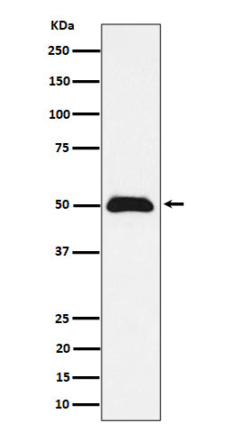 Western blot analysis of CCDC98 expression in MCF7 cell lysate.