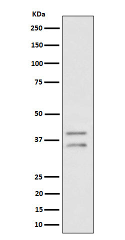 Western blot analysis of UFD1L expression in HeLa cell lysate.