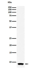 Western blot analysis of ATP5G1 expression in HL-60 cell lysate.