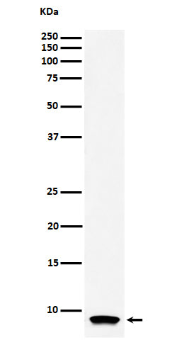 Western blot analysis of ATP5G1 expression in HL-60 cell lysate.