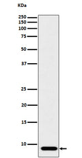 Western blot analysis of ATP5G1 expression in HeLa cell lysate.