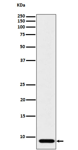 Western blot analysis of ATP5G1 expression in HeLa cell lysate.