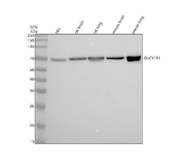 Anti-Guanylyl Cyclase beta 1 Rabbit Monoclonal Antibody