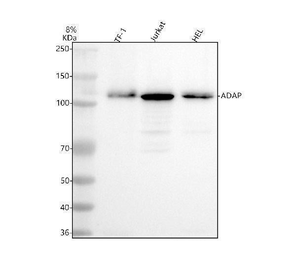 Anti-FYB Rabbit Monoclonal Antibody