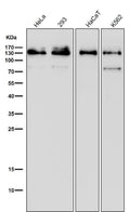 All lanes use the Antibody at 1:500 dilution for 1 hour at room temperature.
