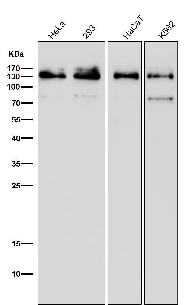 All lanes use the Antibody at 1:500 dilution for 1 hour at room temperature.
