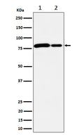 Western blot analysis of MMUT expression in (1) HeLa cell lysate; (2) Mouse brain lysate.