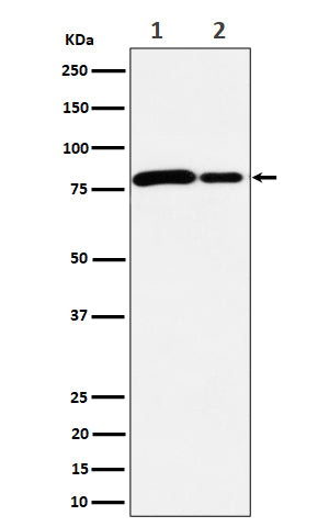 Western blot analysis of MMUT expression in (1) HeLa cell lysate; (2) Mouse brain lysate.
