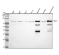 Anti-MUTA Rabbit Monoclonal Antibody