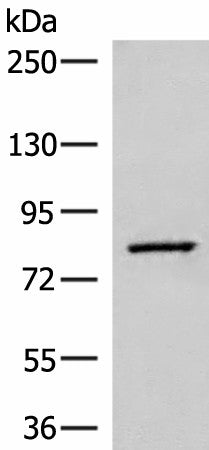 SLC26A3 Polyclonal Antibody – Figure 1 of 3