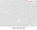 562 Tumor Cells – Figure 1 of 1