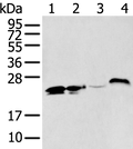 BCAS4 Polyclonal Antibody – Figure 1 of 4