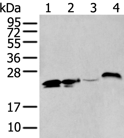 BCAS4 Polyclonal Antibody – Figure 1 of 4