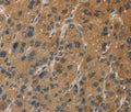 DUSP23 Polyclonal Antibody – Figure 1 of 3