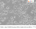 Adcy7 CRISPR Knockout RIN-m Stable Cell Line (RIN-m<sup>-/-Adcy7</sup>) | Applied Biological Materials (abm)