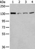 MORC2 Polyclonal Antibody – Figure 1 of 3