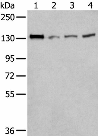 MORC2 Polyclonal Antibody – Figure 1 of 3