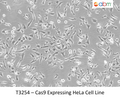 Cas9 Expressing HeLa Cell Line | Applied Biological Materials (abm)