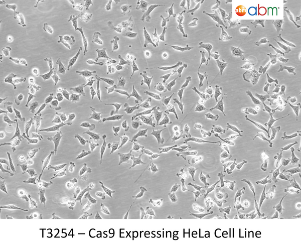 Cas9 Expressing HeLa Cell Line | Applied Biological Materials (abm)