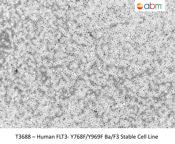 Human FLT3- Y768F/Y969F Ba/F3 Stable Cell Line | Applied Biological Materials (abm)