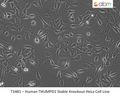 Human THUMPD1 Stable Knockout HeLa Cell Line | Applied Biological Materials (abm)