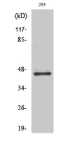 GSK3 beta Polyclonal Antibody – Figure 1 of 4
