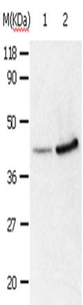ANXA2 Polyclonal Antibody – Figure 1 of 3