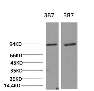 PI 3 kinase p85 alpha Monoclonal Antibody – Figure 1 of 4