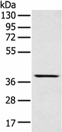 MAFA Polyclonal Antibody – Figure 1 of 2