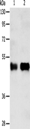 SERPINA5 Polyclonal Antibody – Figure 1 of 3
