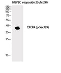 Phospho-CXCR4 (Ser339) Polyclonal Antibody – Figure 1 of 2