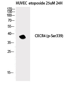 Phospho-CXCR4 (Ser339) Polyclonal Antibody – Figure 1 of 2
