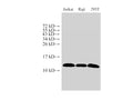 MIF Polyclonal Antibody – Figure 1 of 7