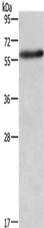 AMIGO2 Polyclonal Antibody – Figure 1 of 4