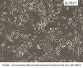 Immortalized Murine Mesenchymal Stromal Cell Line (SR-4987) | Applied Biological Materials (abm)