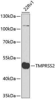 TMPRSS2 Polyclonal Antibody – Figure 1 of 3