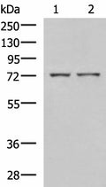 ZAP70 Polyclonal Antibody – Figure 1 of 3